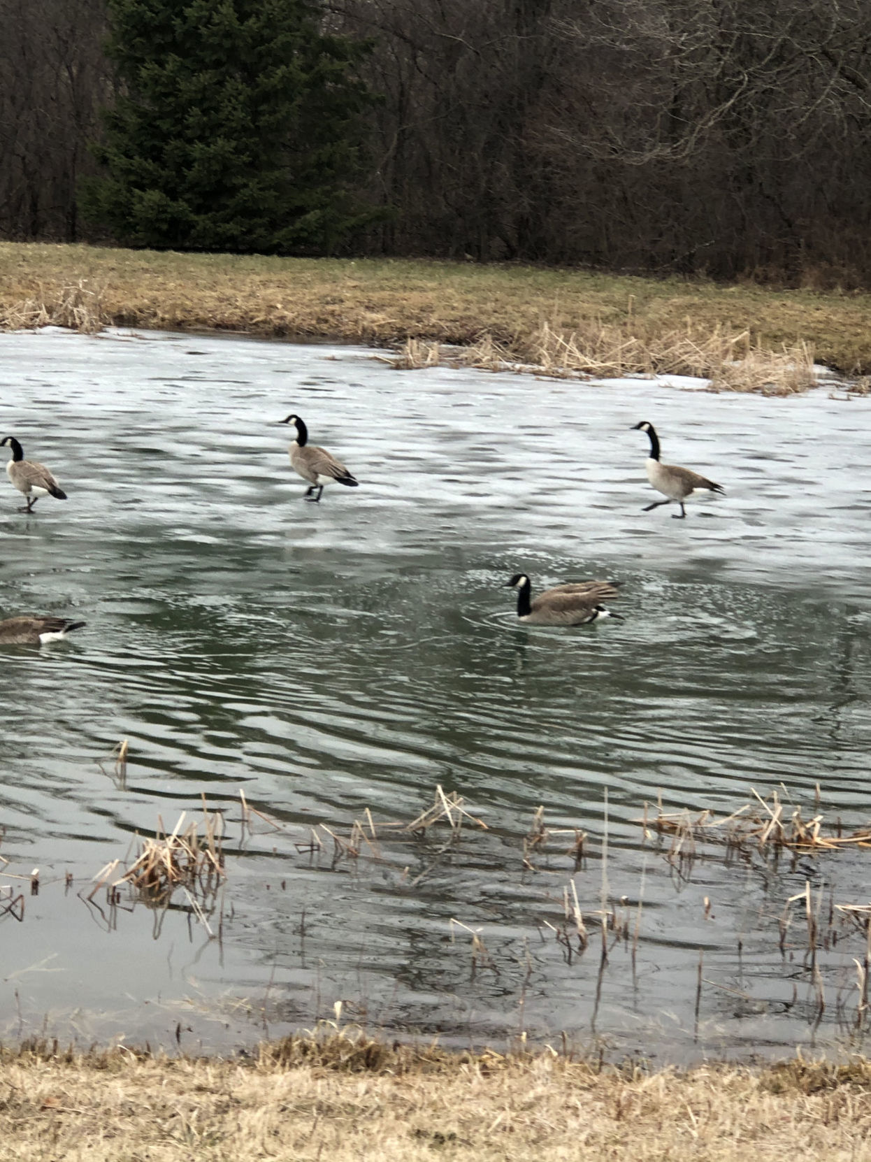 geese on pond